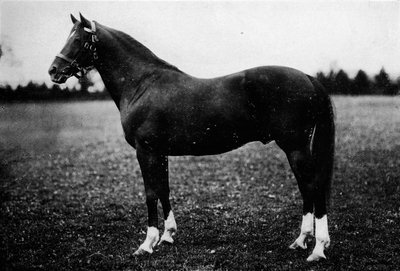 Cazador de aves, siglo XIX, 1911 de Unbekannt