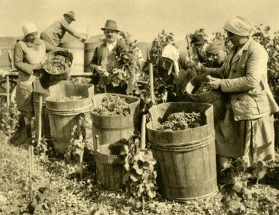 Cosecha de vino cerca de Baden bei Wien, Baja Austria de Unbekannt