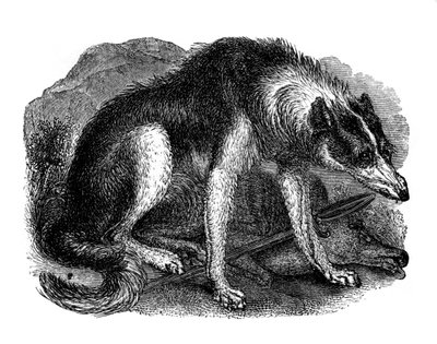 Perro lobo, 1848 de Unbekannt