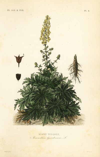 Acónito o matalobos, Aconitum lycoctonum, Aconit tue-loup de Unbekannt