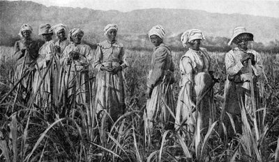 Mujeres cuidando cañas de azúcar jóvenes en Jamaica, 1922 de Unbekannt