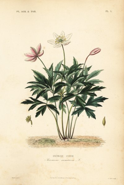 Anémona de bosque o flor de viento, Anemone nemorosa, Anemone sylvie de Unbekannt