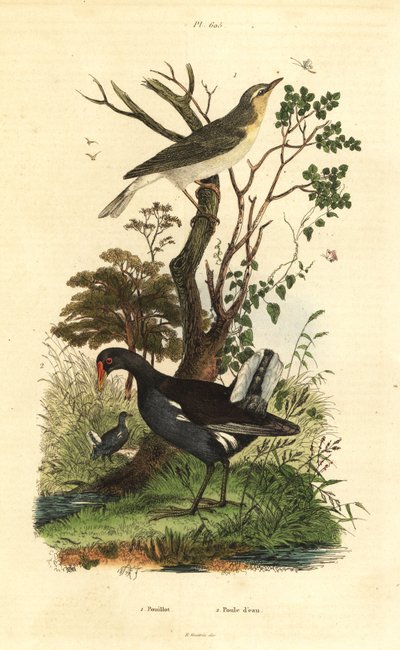 Mosquitero silbador, Phylloscopus sibilatrix, y gallineta común, Gallinula chloropus de Unbekannt
