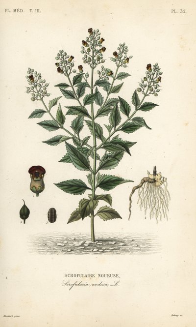 Escrofularia nodosa, Scrophularia nodosa de Unbekannt