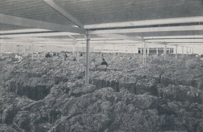 Lana a la Venta en una Sala de Exposición de Melbourne de Unbekannt