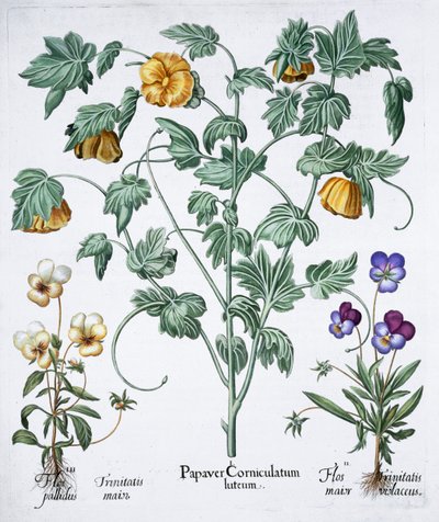 Amapola cornuda amarilla de Unbekannt