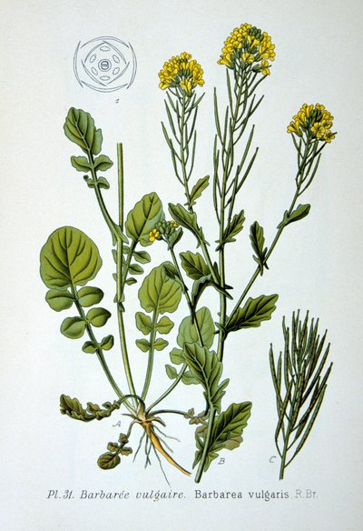 Cohete amarillo, 1893 de Unbekannt