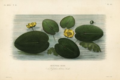 Nenúfar amarillo de Unbekannt