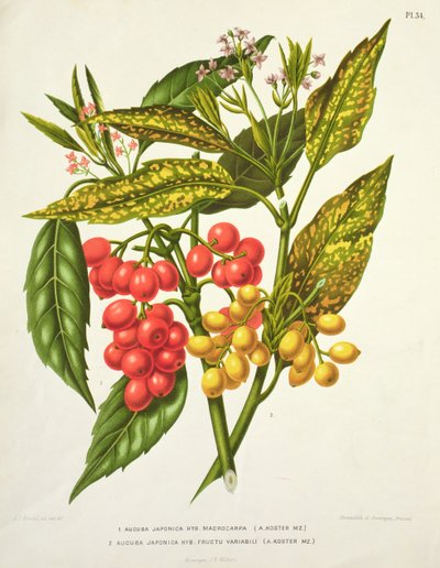 Aucuba japonica híbrida macrocarpa y Fructu variabili, por A. Koster (siglo XIX) (impresión) de Unbekannt Unbekannt