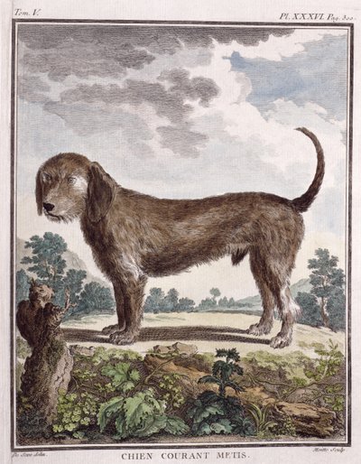 Perro mestizo (impresión coloreada) de Unbekannt Unbekannt