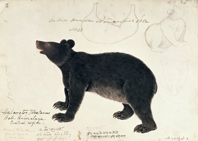 Dibujo de un oso negro asiático, Ursus Tibetanus, de la región central del Himalaya de Unbekannt Unbekannt