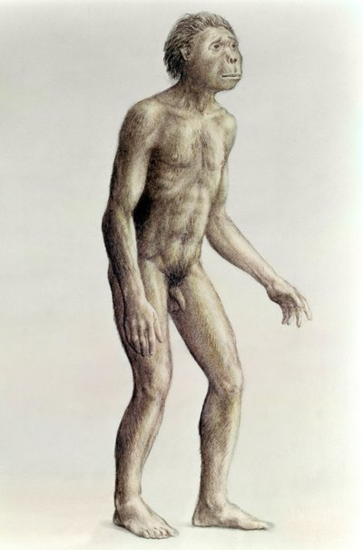 Homo habilis de Unbekannt Unbekannt