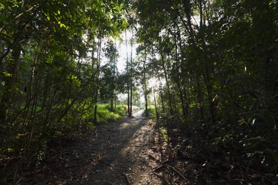Camino en la jungla por el Campamento Leaky, Parque Nacional Tanjung Puting, Kalimantan Central, Borneo, Indonesia de Unbekannt Unbekannt