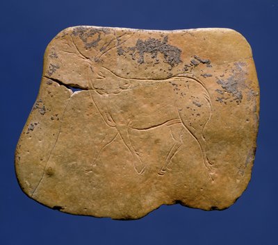 Reno, dibujo inciso en piedra caliza, Paleolítico, Magdaleniense V, de Laugerie Basse, Dordoña, c.12000 a.C. de Unbekannt Unbekannt