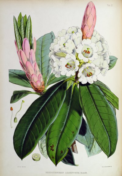Rhododendron: Argenteum, de 