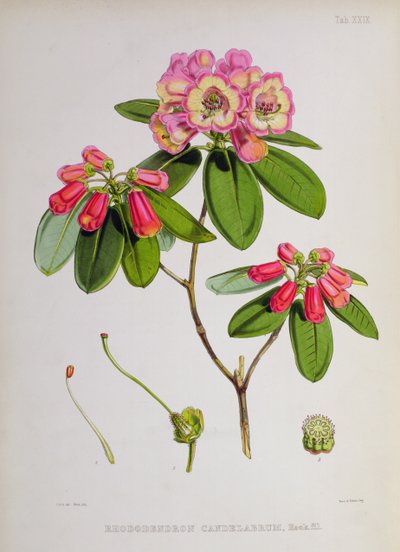 Rhododendron: Candelabrum, de 