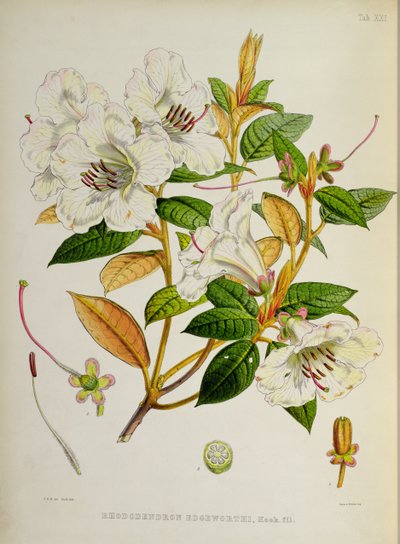 Rhododendron: Edgeworthi, de 