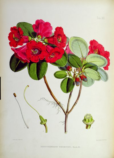 Rhododendron: Thomsoni, de 