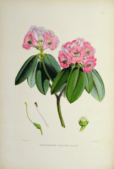 Rhododendron: Wallichii, de 