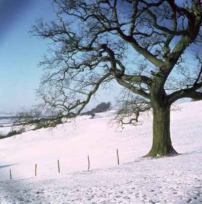 Paisaje de Invierno, Hockley Downs, Essex de Unbekannt Unbekannt