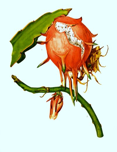 1. 2. Wilmattea minutiflora, cactus, cactus (Hylocereus undatus) de Unbekannter Künstler