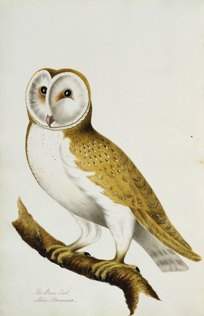Un Búho Común, parte de Un Álbum de Acuarelas de Pájaros y Sus Huevos, c. 1800 de Unbekannt