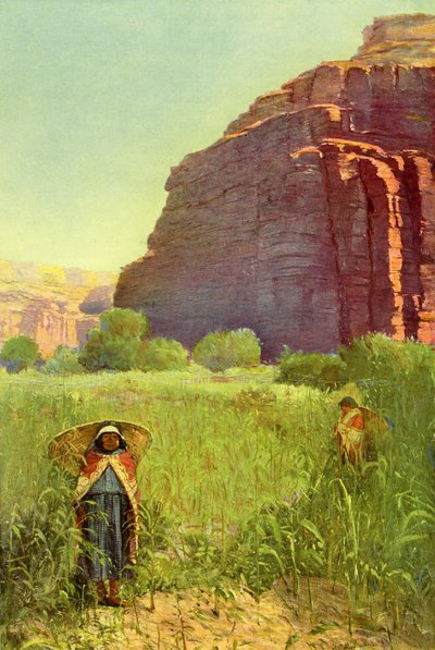 A Maizal Supai - Cañón Cataract de Unbekannter Künstler
