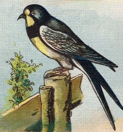 Una golondrina. Grabado en "Alphabet de ma petite fille". Bernardin-Bechet y Fils, libreros-editores, París, alrededor de 1895. Álbum irrompible sobre lienzo. Bibliothèque des Bébés. 12 páginas. Álbum que contiene un método de lectura y un abecedario ilust de Unbekannt