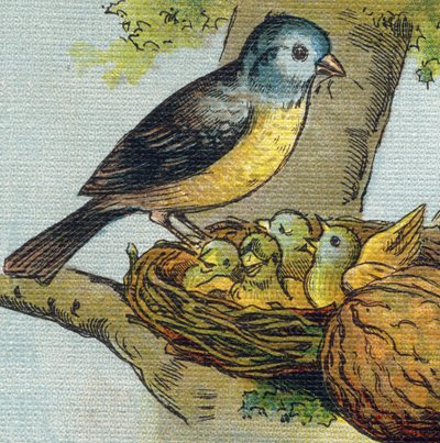 Un pájaro alimenta a sus crías en un nido. Grabado en "Alphabet de ma petite fille". Bernardin-Bechet y Fils, libreros-editores, París, alrededor de 1895. Álbum irrompible en lienzo. Bibliothèque des Bébés. 12 páginas. Álbum que contiene un método de lectu de Unbekannt