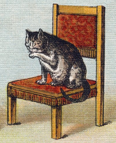 Un gato en una silla. Grabado en "Alphabet de ma petite fille". Bernardin-Bechet y Fils, libreros-editores, París, alrededor de 1895. Álbum irrompible sobre lienzo. Biblioteca de Bebés. 12 páginas. Álbum que contiene un método de lectura y un abecedario il de Unbekannt