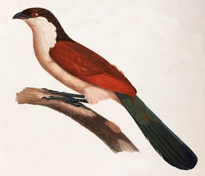 Una ilustración en color de un pájaro marrón con una cola verde de Unbekannt