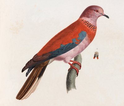 Una ilustración en color de un ave de Unbekannt