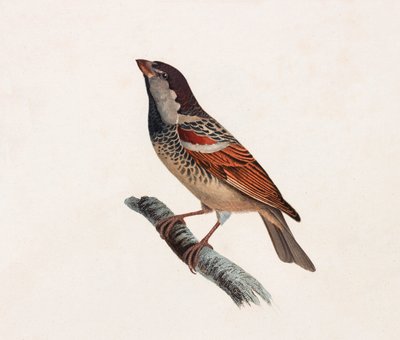 Ilustración en color de un pájaro de Unbekannt