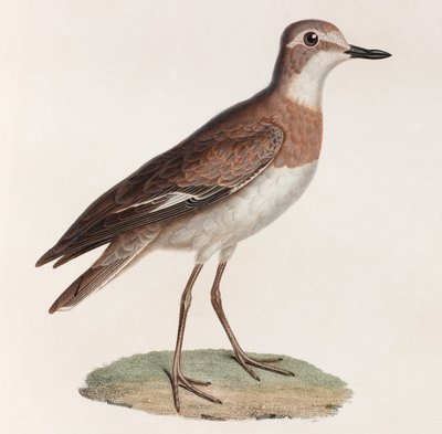 Ilustración en color de un pájaro de Unbekannt