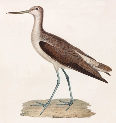 Ilustración en color de un pájaro de Unbekannt