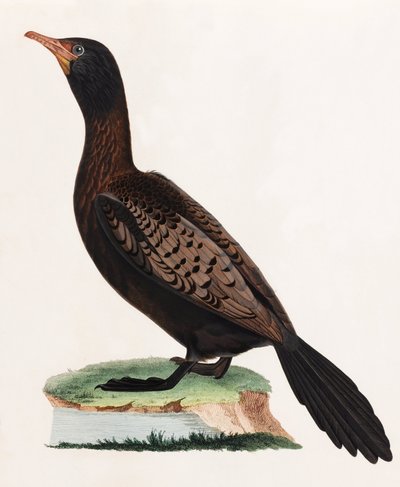 Una ilustración en color de un pájaro de Unbekannt