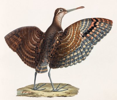 Una ilustración en color de un pájaro de Unbekannt