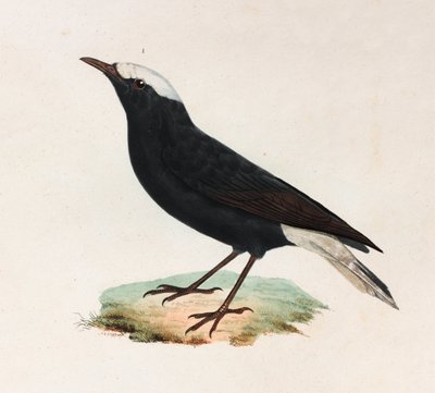 Ilustración en color de un pájaro negro con cola blanca de Unbekannt
