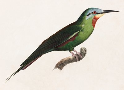 Una ilustración en color de un pájaro verde de Unbekannt