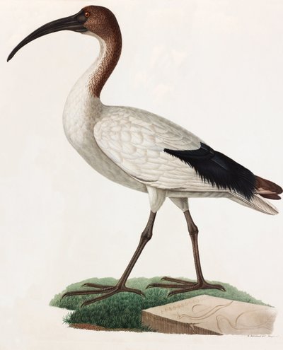 Ilustración en color de un pájaro de pico largo de Unbekannt