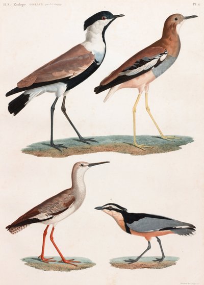 Una serie de página completa de ilustraciones en color de aves de Unbekannt