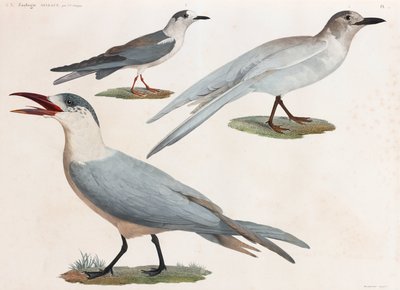 Una serie de página completa de ilustraciones en color de aves de Unbekannt