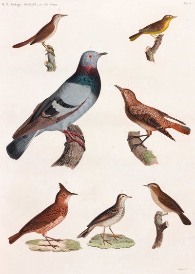 Una serie de página completa de ilustraciones en color de aves de Unbekannt