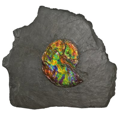 Un gran ammonite iridiscente, de Canadá de Unbekannt