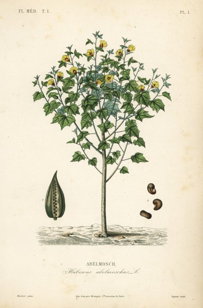 Abelmosco, ambreta o hibisco anual, Abelmoschus moschatus, Hibiscus abelmoschus, Abelmosch de Unbekannt