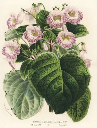 Achimenantha x naegelioides, cultivar lila (Eucodonia naegelioides lilacinella). Litografía coloreada a mano de la obra de Louis van Houtte y Charles Lemaire Flores de los jardines e invernaderos de Europa, Flore des Serres et des Jardins de l