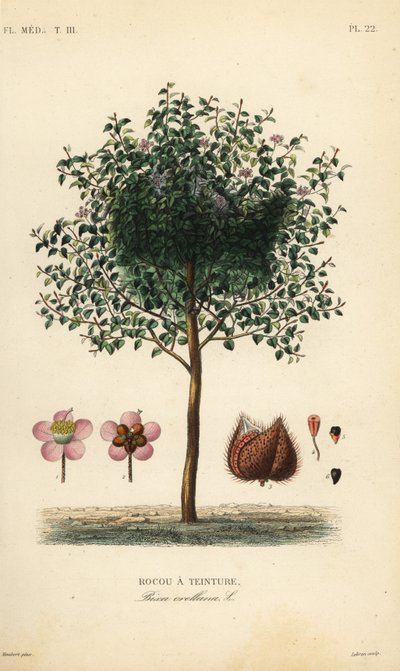 Achiote o árbol del lápiz labial, Bixa orellana de Unbekannt