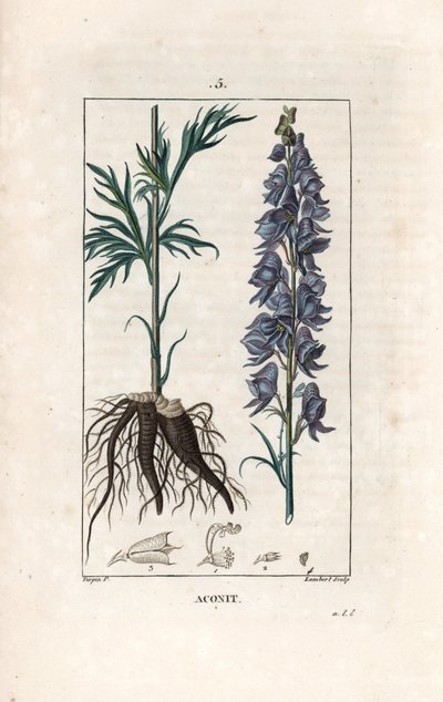 Aconit - Grabado de Lambert a partir de un dibujo de Pierre Jean Francois Turpin (1775-1840), de La flore medicale, de Chaumeton, Poiret et Chamberet, Paris 1830 - Acónito, Aconitum napellus, con flores, hojas y raíces - Grabado de Lambert a partir de un d de Unbekannter Künstler