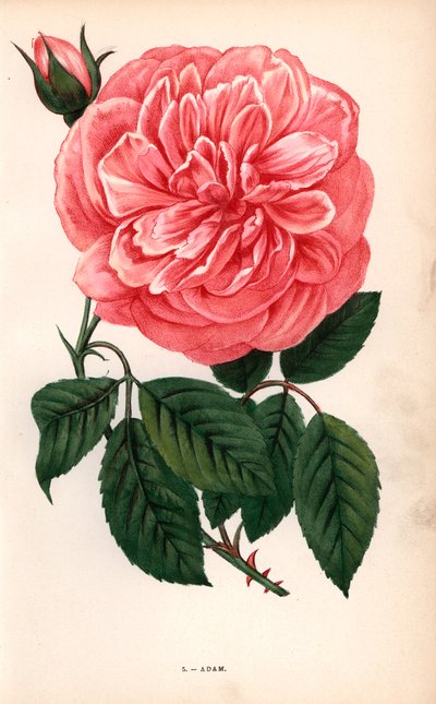 Rosa Adam, variedad de la rosa de té cultivada por Monsieur Adam de Reims en 1838. Cromolitografía dibujada y litografiada al natural por F. Grobon a partir de "Les Roses" de Hippolyte Jamain y Eugene Forney, París, J. Rothschild. de Unbekannter Künstler