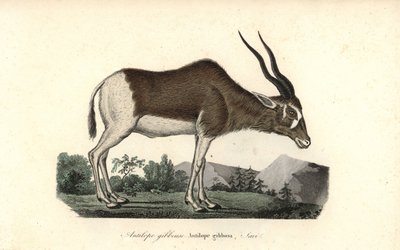 Antílope Addax o cuerno de tornillo, Addax nasomaculatus. En peligro crítico de extinción. Grabado en cobre coloreado a mano de Rene Primevere Lesson